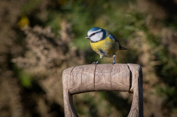 A close up portrait of a blue tit in the sunshine.  It is perched on a garden  spade or fork handle