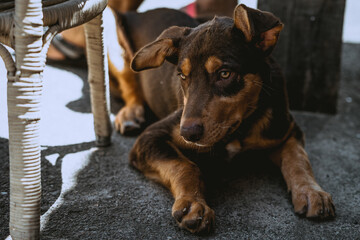 Kelpie dog puppy