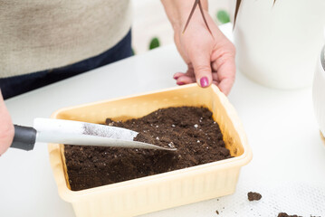 A woman hands planting flower seedlings. Horizontal view.