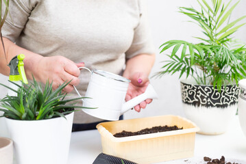 an adult women hands watering flower seeds with a watering can in a pot.
