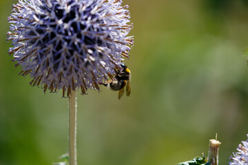 Blooming echinops bannaticus and bumblebee in a garden