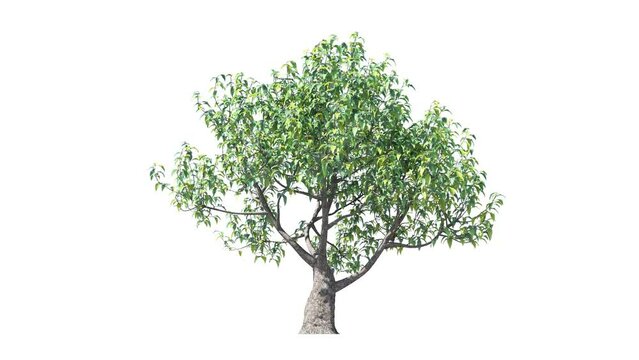 Growing trees on a white background 3D animation growth grow from small to large, Medlar trees animate in the wind on white background with alpha matt 3D virtual tree. Separated with alpha channels