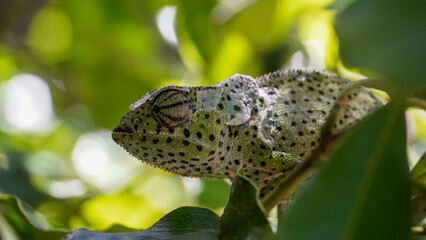 chameleon on leaf