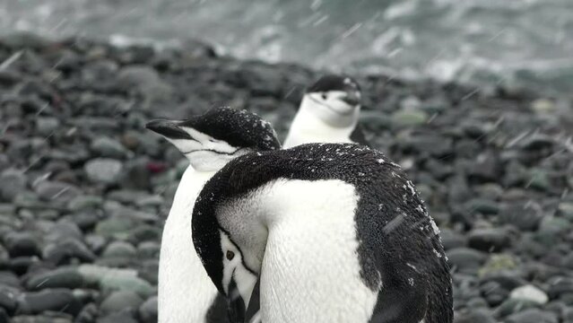 Penguins. Antarctica. A group of Penguins walking along the rocky shore of a penguin colony in the Antarctic peninsula.