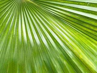 green palm leaf. Texture of palm frond. 