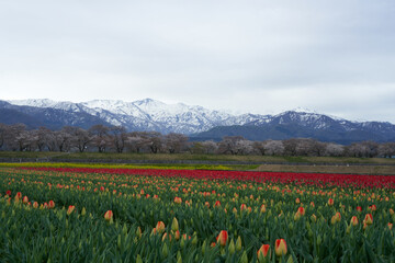 Fototapeta premium A red tulip field spreads out against the backdrop of the Northern Alps of the remaining snow
