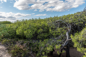 Punta Prosciutto Puglia beach
