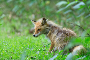 【北海道】キタキツネ
