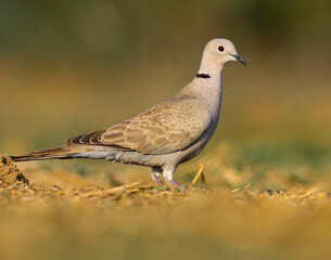 pigeon on the grass. Ring necked dove on ground. Half collared dove. Cape turtle dove. Streptopelia capicola.