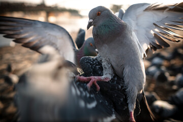Pigeons near Vltava river, Prague, Czech Republic