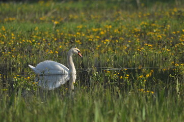 Fototapeta premium Mute swan swimming on the lake, river. A snow-white bird with a long neck, forming a loving couple and caring family.