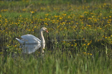 Mute swan swimming on the lake, river. A snow-white bird with a long neck, forming a loving couple...