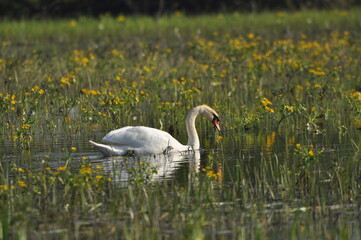 Mute swan swimming on the lake, river. A snow-white bird with a long neck, forming a loving couple and caring family.