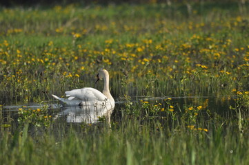 Mute swan swimming on the lake, river. A snow-white bird with a long neck, forming a loving couple...