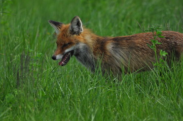 A fox with a long ginger pony while hunting in a meadow. Looking for a victim and sneaking up on a victim. A predator of the canidae family.