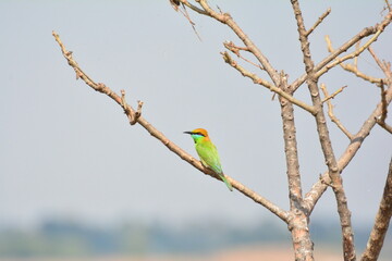 animal, asia, avian, background, beak, beautiful, beauty, bee, bee eater, bird, bird watching, birds, birdwatching, blue, branch, closeup, color, colorful, conservation, couple, eater, environment