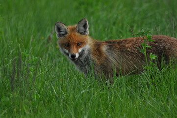 A fox with a long ginger pony while hunting in a meadow. Looking for a victim and sneaking up on a victim. A predator of the canidae family.