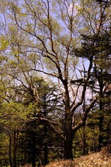 Nature of Japan