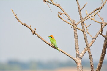 animal, asia, avian, background, beak, beautiful, beauty, bee, bee eater, bird, bird watching, birds, birdwatching, blue, branch, closeup, color, colorful, conservation, couple, eater, environment