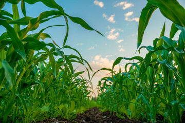 Green sorghum agriculture field with sky background.