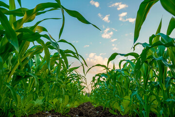 Green sorghum agriculture field with sky background.