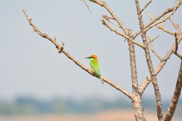 animal, asia, avian, background, beak, beautiful, beauty, bee, bee eater, bird, bird watching, birds, birdwatching, blue, branch, closeup, color, colorful, conservation, couple, eater, environment