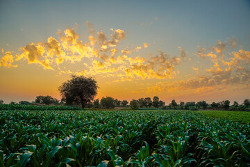 Obraz premium Green sorghum agriculture field with sky background.