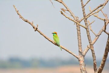 animal, asia, avian, background, beak, beautiful, beauty, bee, bee eater, bird, bird watching, birds, birdwatching, blue, branch, closeup, color, colorful, conservation, couple, eater, environment