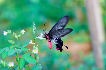 butterfly on a flower