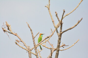 animal, asia, avian, background, beak, beautiful, beauty, bee, bee eater, bird, bird watching, birds, birdwatching, blue, branch, closeup, color, colorful, conservation, couple, eater, environment