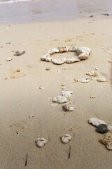 夏の思い出
