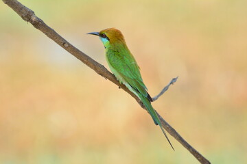 animal, asia, avian, background, beak, beautiful, beauty, bee, bee eater, bird, bird watching, birds, birdwatching, blue, branch, closeup, color, colorful, conservation, couple, eater, environment