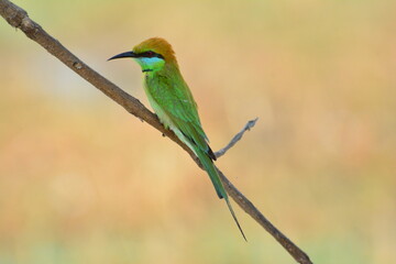 animal, asia, avian, background, beak, beautiful, beauty, bee, bee eater, bird, bird watching, birds, birdwatching, blue, branch, closeup, color, colorful, conservation, couple, eater, environment