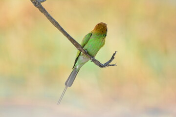 animal, asia, avian, background, beak, beautiful, beauty, bee, bee eater, bird, bird watching, birds, birdwatching, blue, branch, closeup, color, colorful, conservation, couple, eater, environment