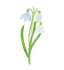 Snowdrops composition watercolor. Hand drawn illustration of white spring flowers on isolated background. For greeting cards and printing on fabric. Floral design for wedding