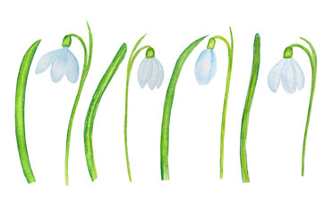 Snowdrops watercolor clip-art. White spring flowers on an isolated background. Hand drawn illustration.