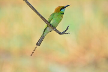 animal, asia, avian, background, beak, beautiful, beauty, bee, bee eater, bird, bird watching, birds, birdwatching, blue, branch, closeup, color, colorful, conservation, couple, eater, environment