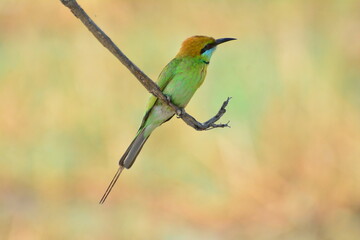 Obraz premium animal, asia, avian, background, beak, beautiful, beauty, bee, bee eater, bird, bird watching, birds, birdwatching, blue, branch, closeup, color, colorful, conservation, couple, eater, environment