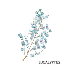 Branch with eucalyptus leaves. Watercolor illustration. 