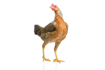 bantam hen walking isolated on white, studio shot,chicken.
