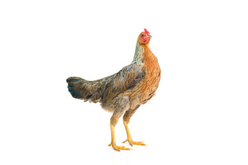 bantam hen walking isolated on white, studio shot,chicken.
