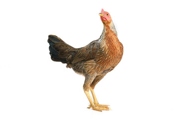 bantam hen walking isolated on white, studio shot,chicken.