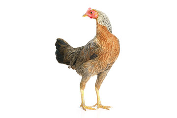 bantam hen walking isolated on white, studio shot,chicken.