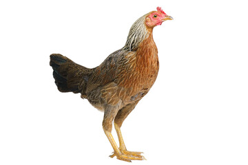 bantam hen walking isolated on white, studio shot,chicken.