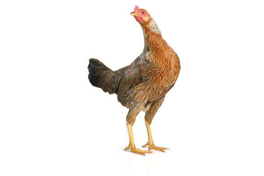 bantam hen walking isolated on white, studio shot,chicken.