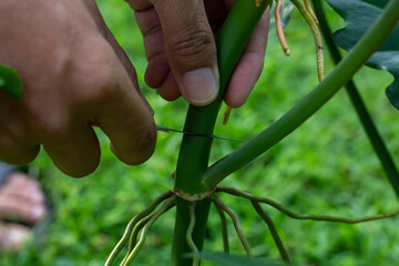 Hand of gardener holding a Philodendron Golden dragon pruning knife to take the cuttings to propagate as a new plant. © Pannarai