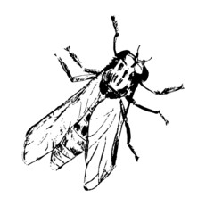 Black and white vector hand drawn style realistic drawn fly , realistic insect	