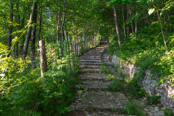 Scalinata nel bosco