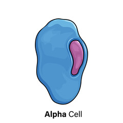 Alpha Cells in Islets of Langerhans, Vector Illustration of Glucagon Secreting Endocrine Cells, White Background