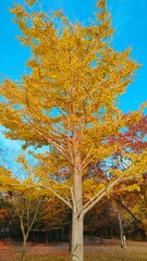tree in autumn